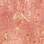 rosa travertine